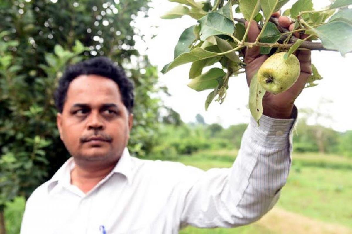 Why Kashmir? Apples are grown in Vizag!