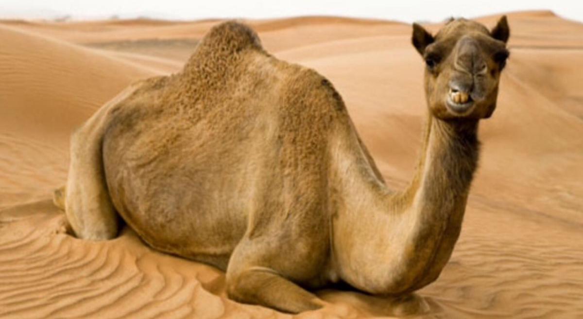 Camels to blame for common cold in humans