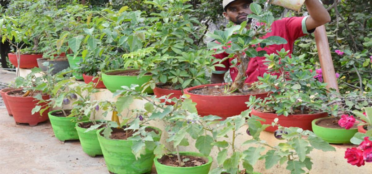 Kitchen gardens now made easy