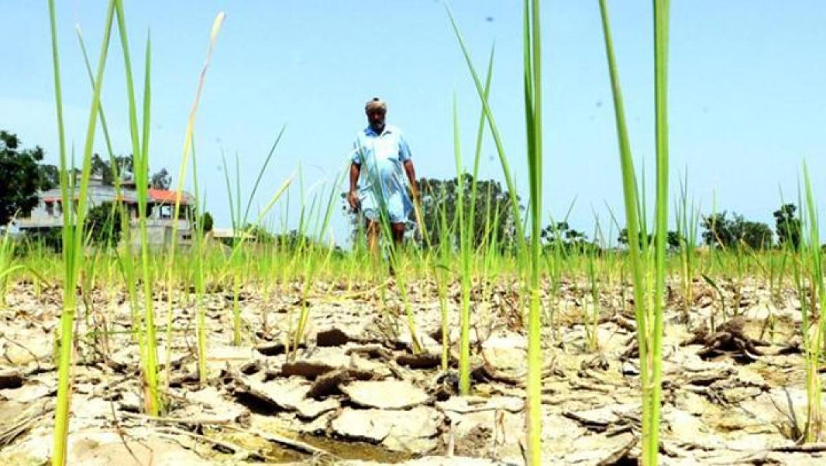 21 Odisha districts drought-hit, 41 farmers committed suicide