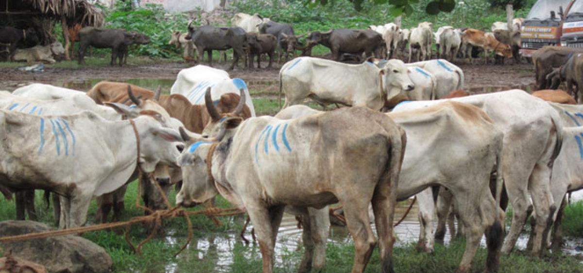 Centre’s ban on cattle sale deals a blow to beef sellers