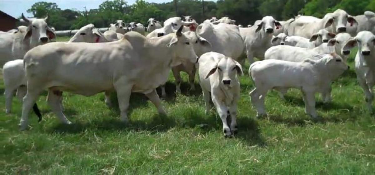 Ongole breed in death throes due to fodder scarcity