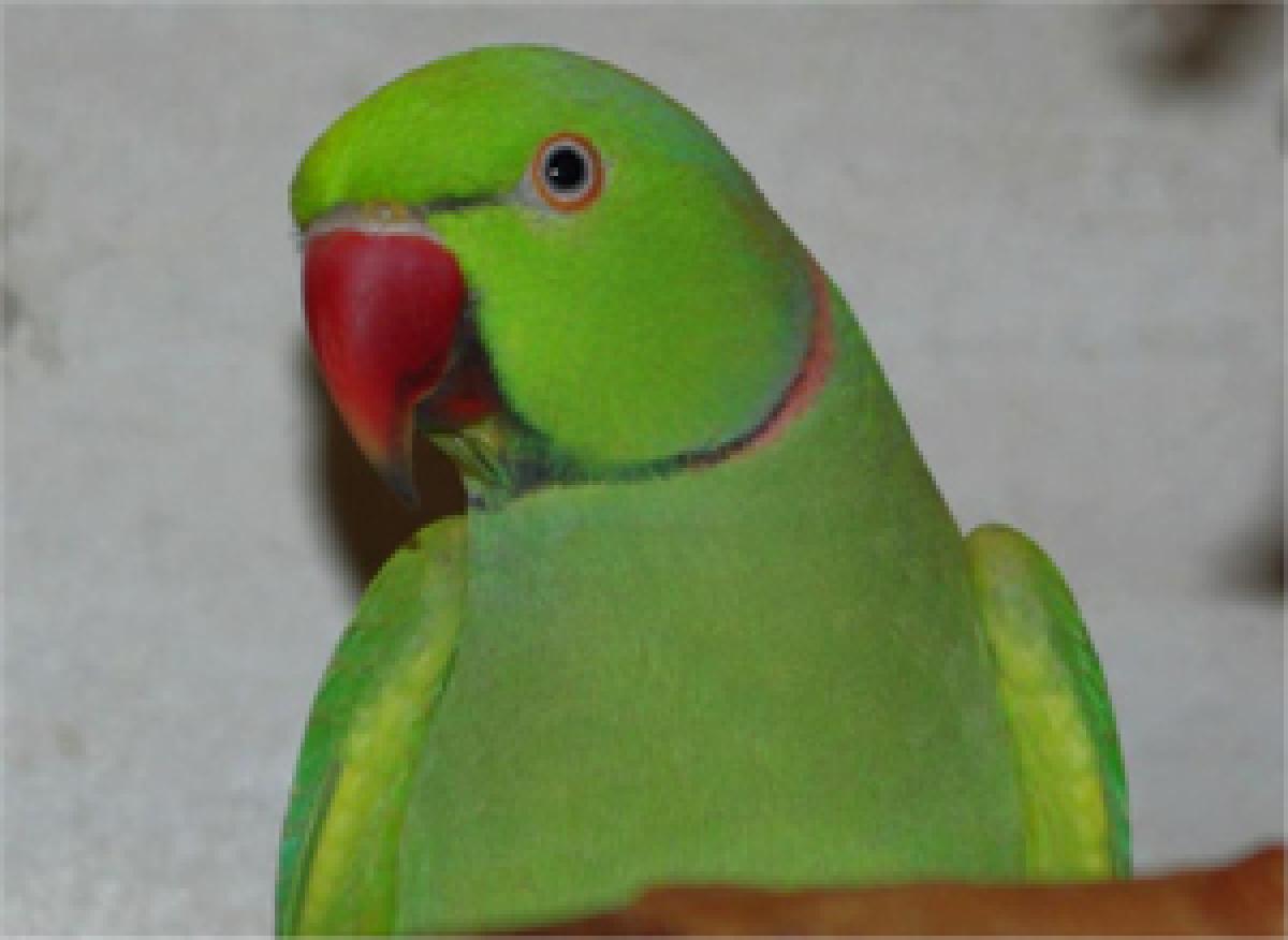 Police silence parrot hurling obscenities