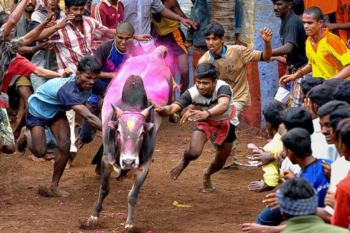 Jallikattu ban: Supreme Court declines to pass order before Pongal