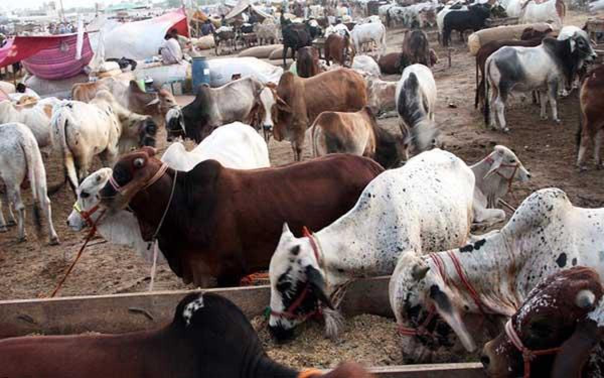 Cattle slaughter crackdown ripples through Indias leather industry