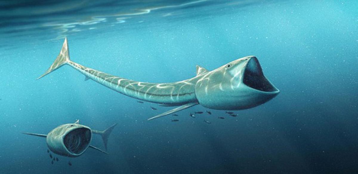 New fossil fish species with giant mouth discovered