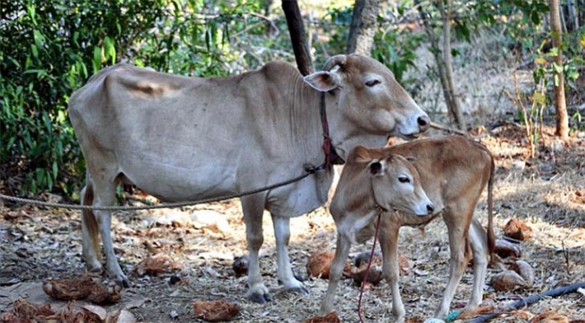 Anantapur farmers sell off livestock for throwaway prices over climate change issues