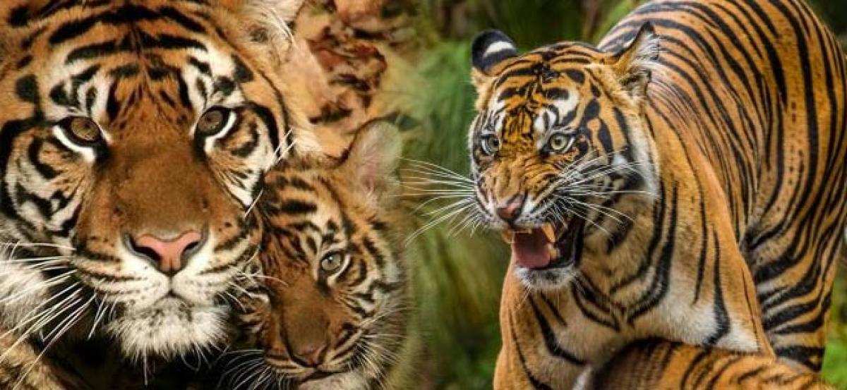 Three orphaned tiger cubs snuggle up to cuddly toy mum