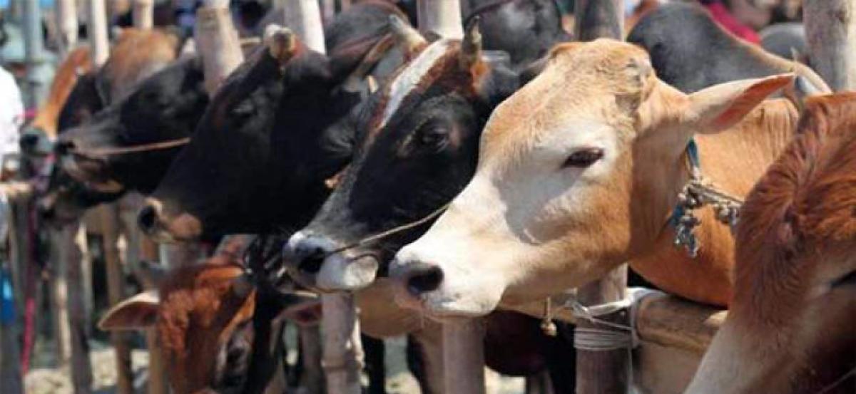 BJP allies in Christian-majority NE oppose cattle trade rules