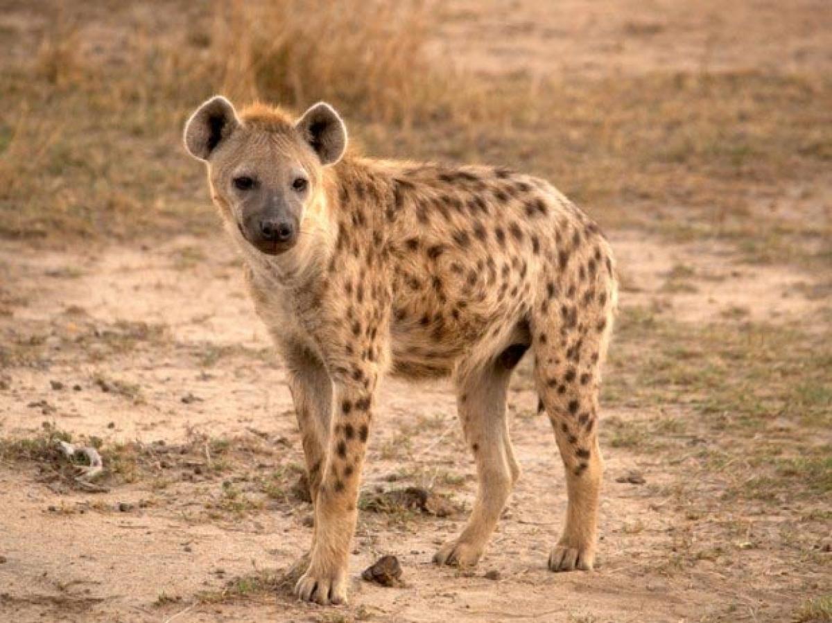 Hyena kills calf