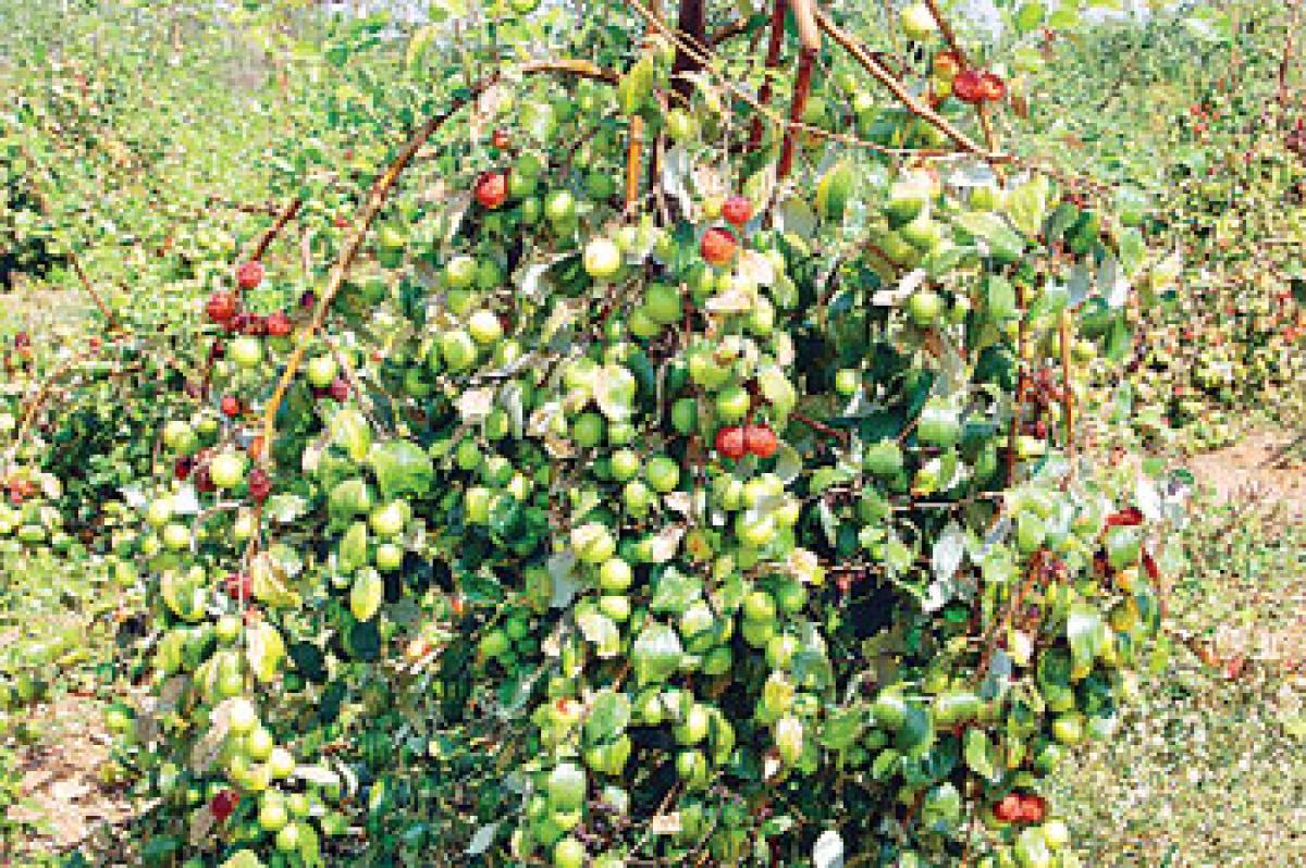 Telangana apple hits Hyd market