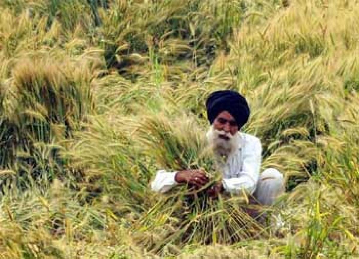 Rain flattens crops in Punjab, Haryana