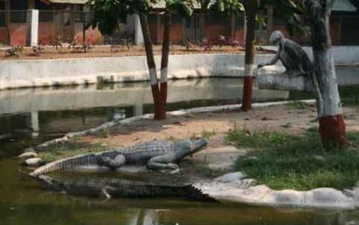 Vadodara zoo gear up to keep animals warm during winters