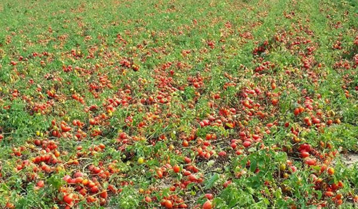 Tomato farmers again at the receiving end G Sridhar