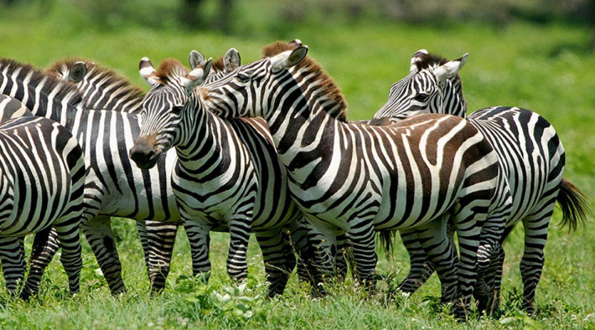 Zebras dont use black and white stripes to escape predators