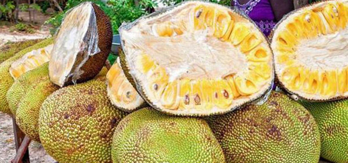 Jackfruit seeds could substitute cocoa beans to make chocolate