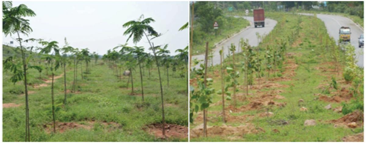 Forestry in Bangaru Telangana