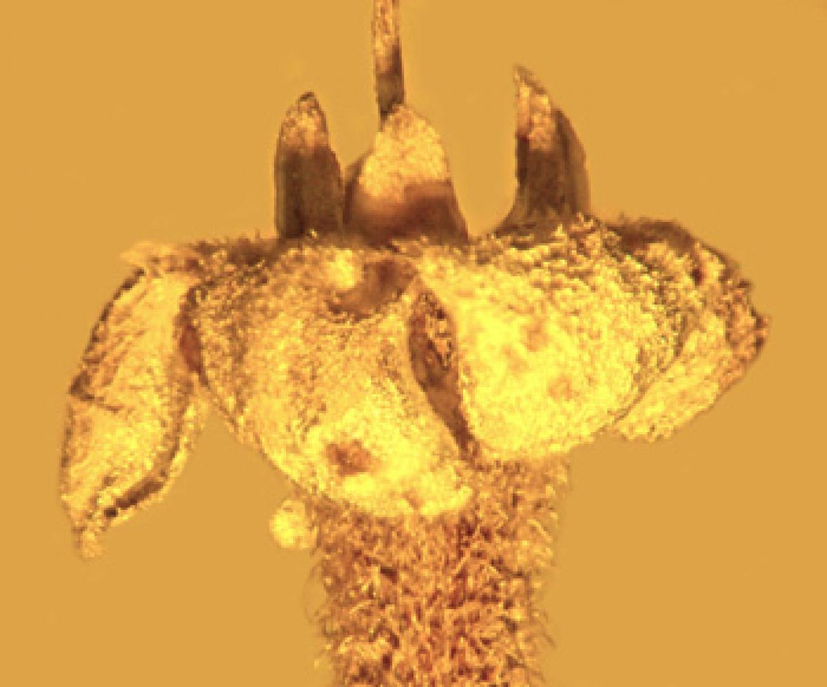 30 million year old fossil flowers found preserved in amber