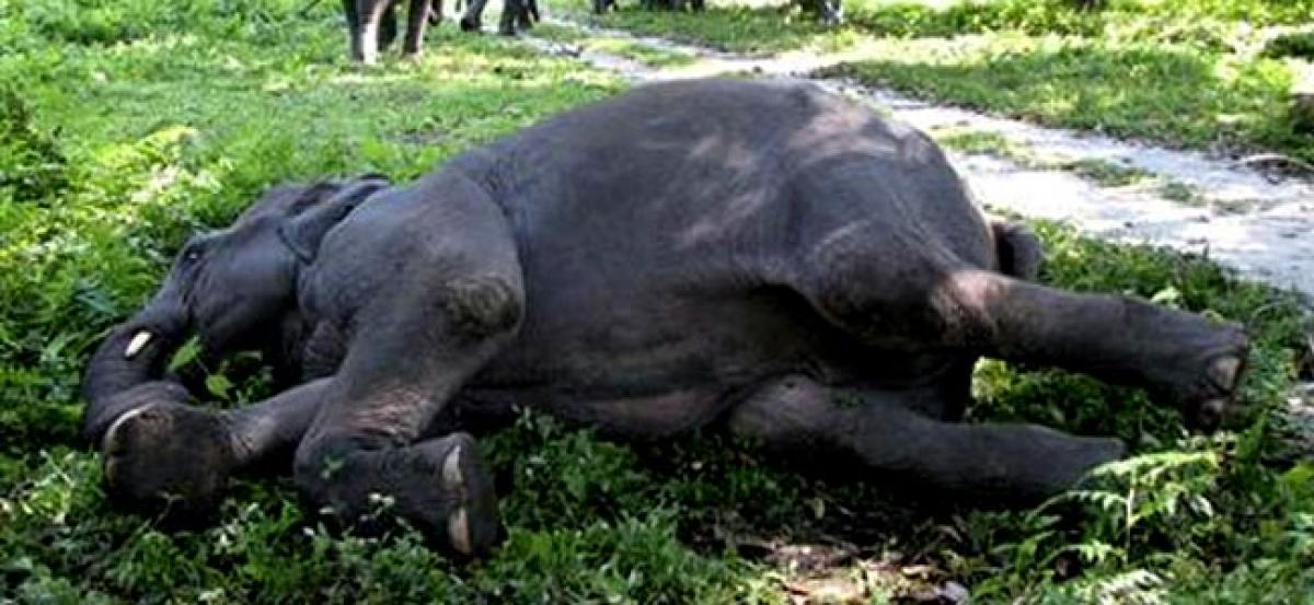 Elephant found dead at paddy field in Chhattisgarh