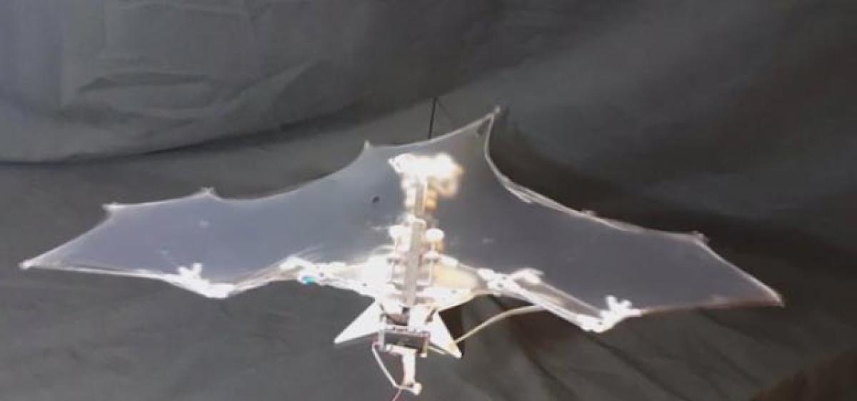 New robot mimics flight mechanism of bats