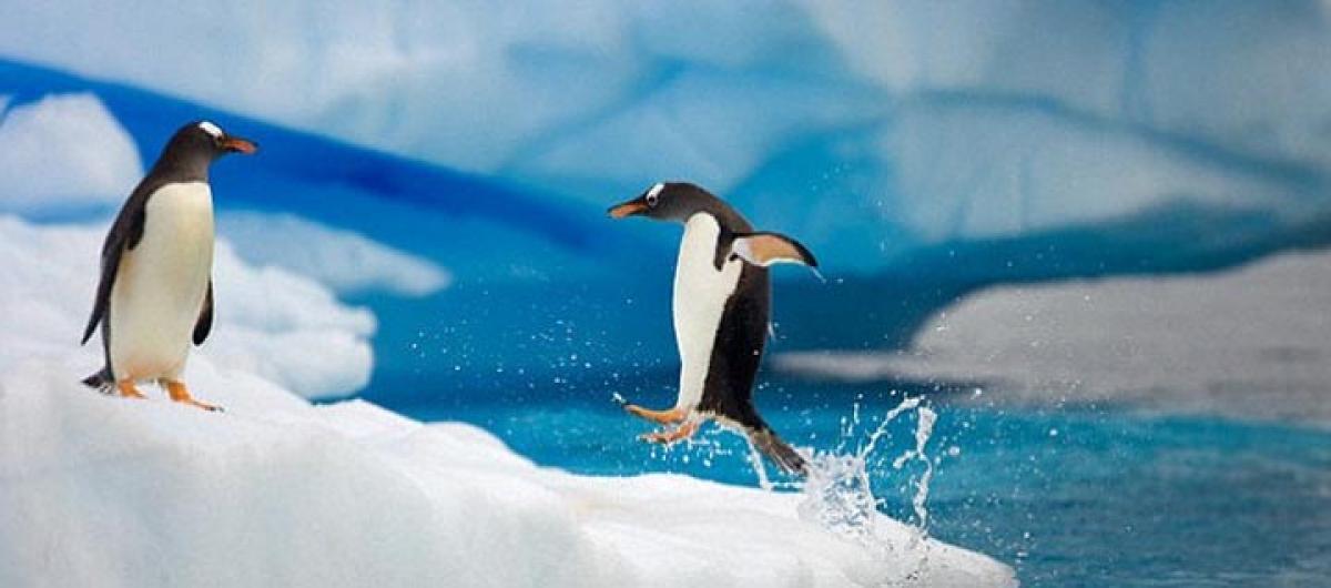 How Penguins anti-icing tricks can prevent plane crashes