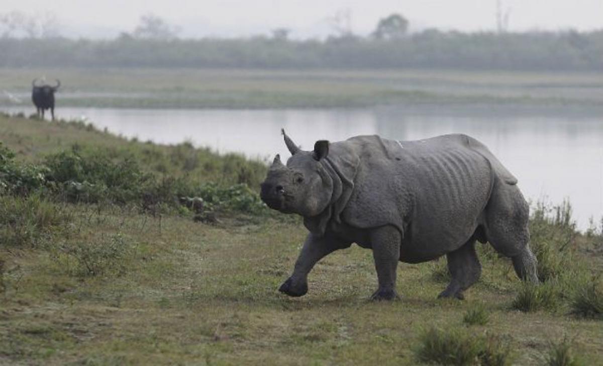 Tanzanian police arrest four Chinese with 11 Rhino horns