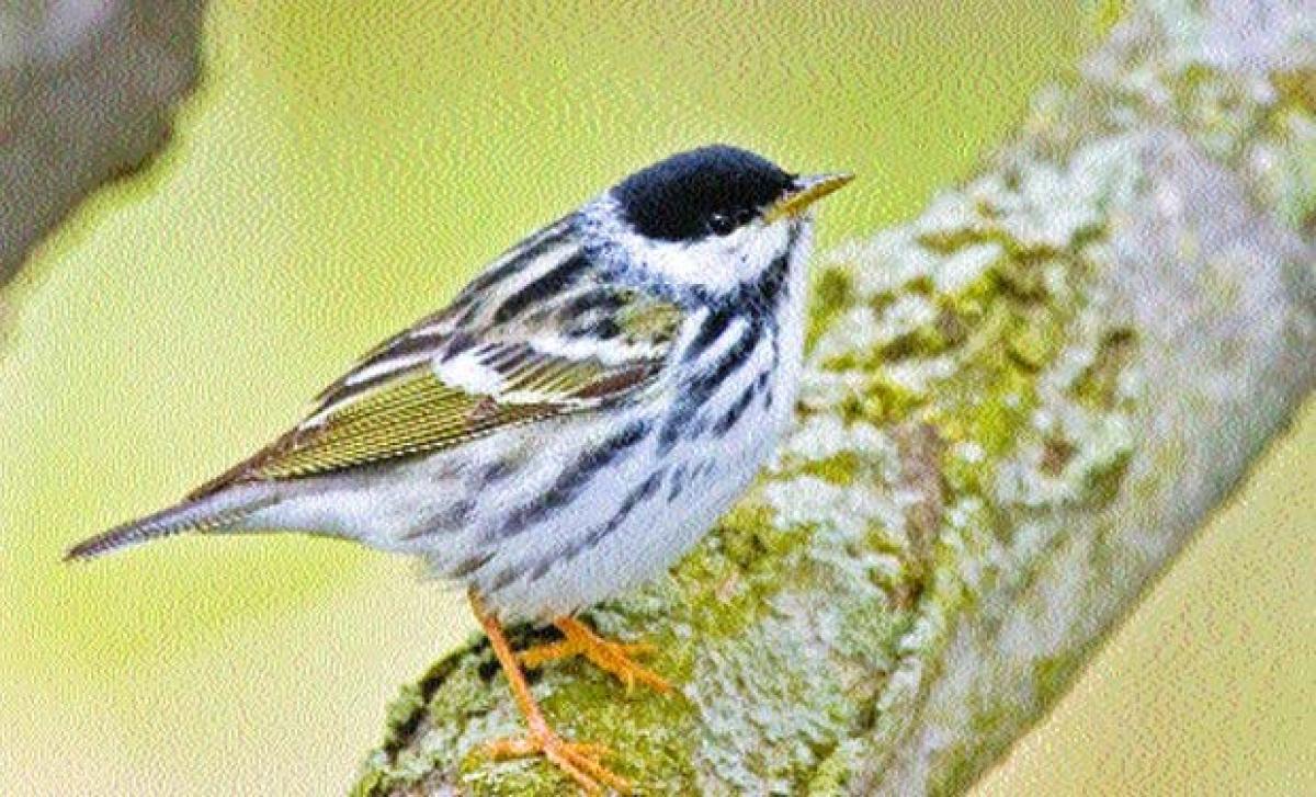 Birds alter songs to be heard over increased ambient noise: study