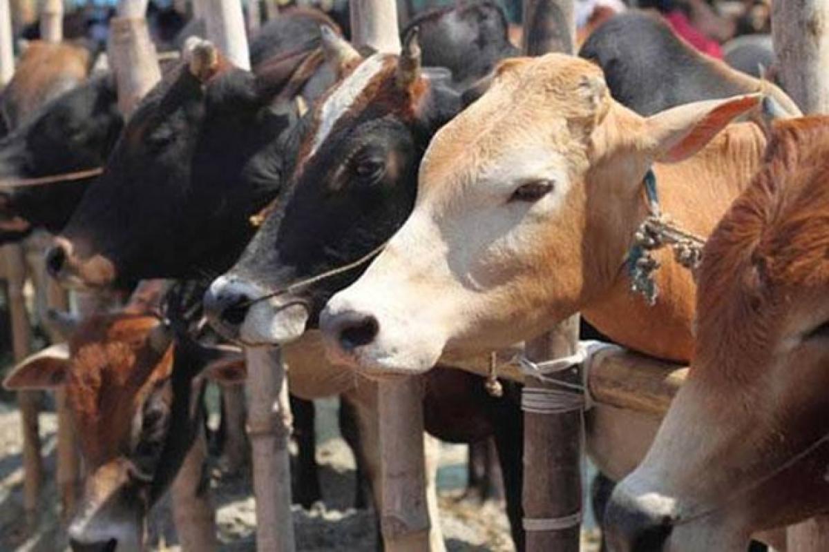 249 Cattle Seized From Bangladesh Border In Meghalaya