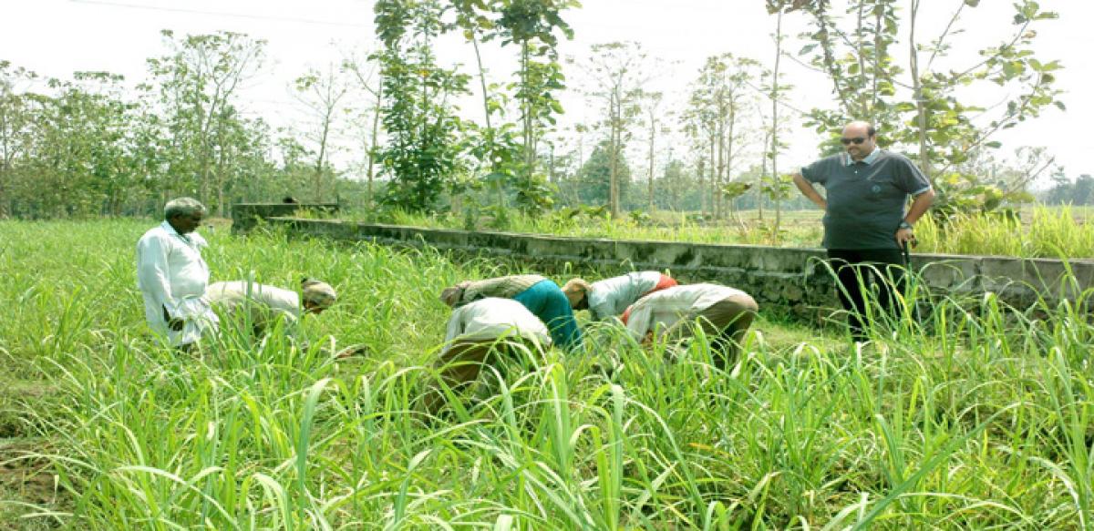 A lesson from Bobbili Raja on organic farming