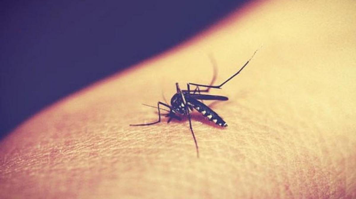 AP Govt to enact legislation to curb mosquito menace