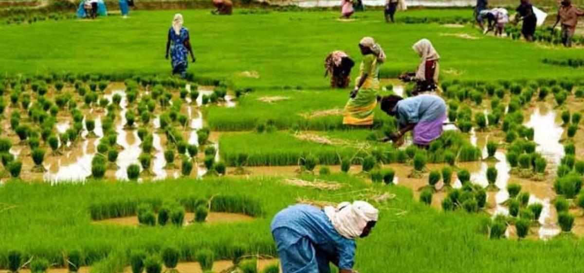 Agriculture sector a must for GDP growth