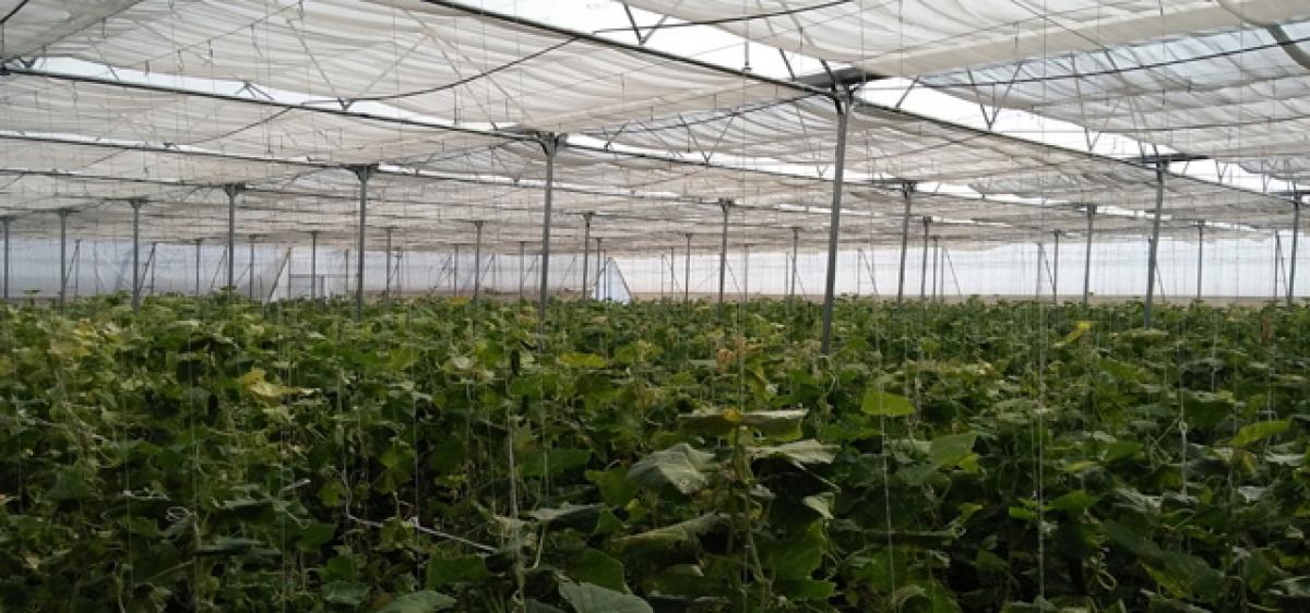 Farmers reap profits from cucumber cultivation