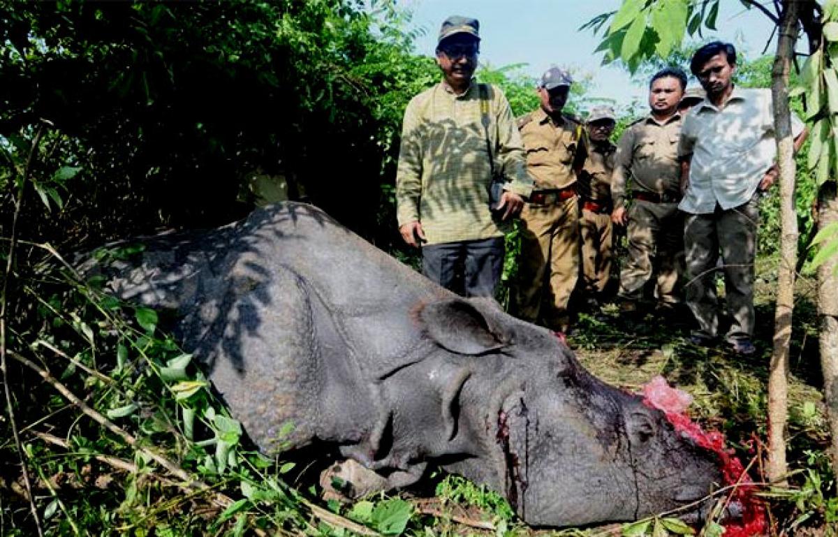 One horned rhino poached in Assam