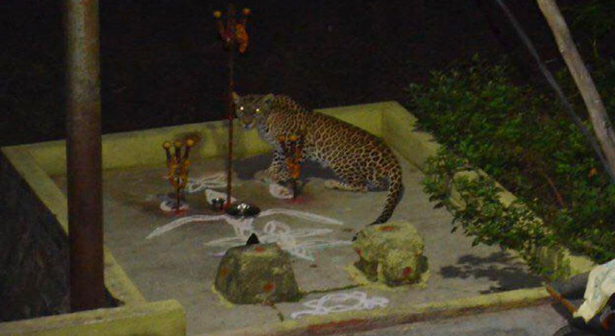 Leopard strays into Balaji Nagar on Tirumala
