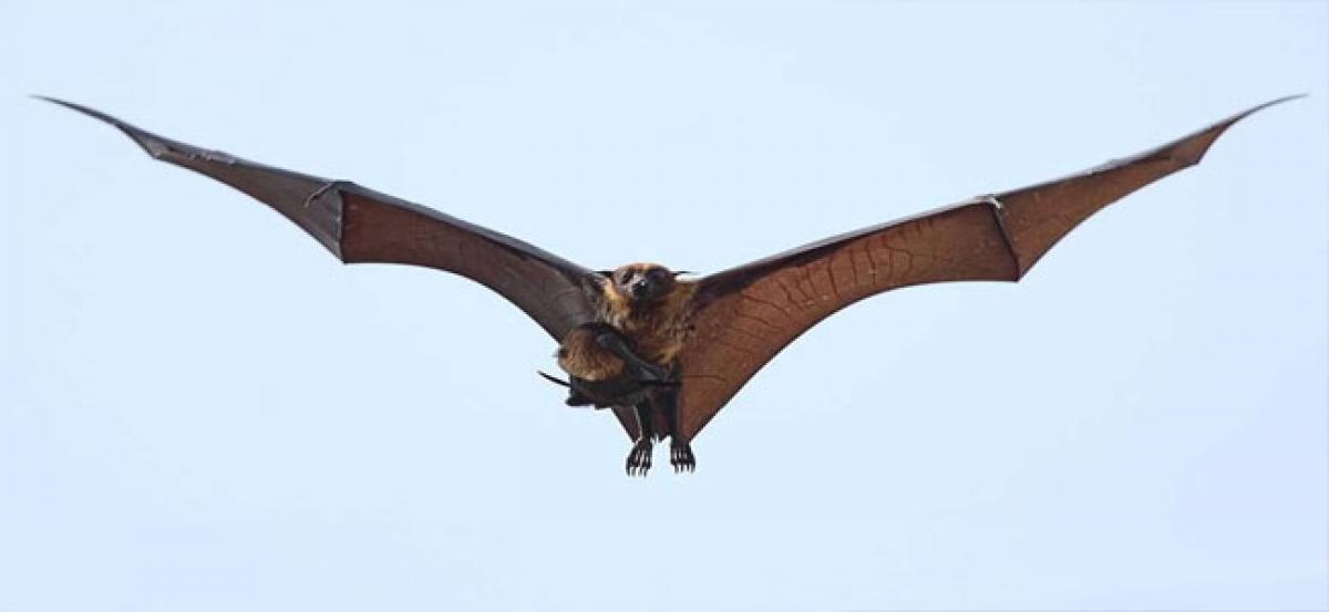 Bats losing habitat concerns environmentalists