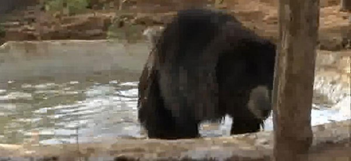 Bhopal: Animals beat the heat with coolers