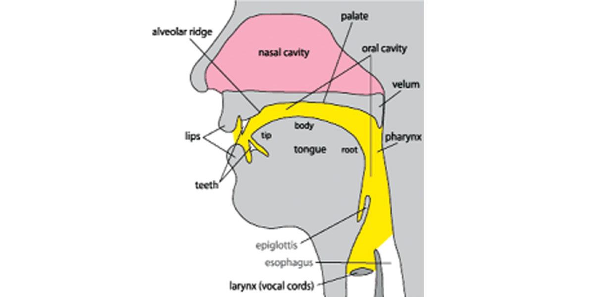 Speech & the vocal tract