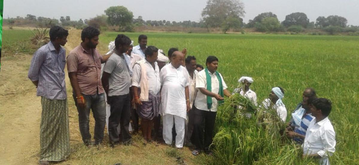 APKRS team visits affected paddy fields