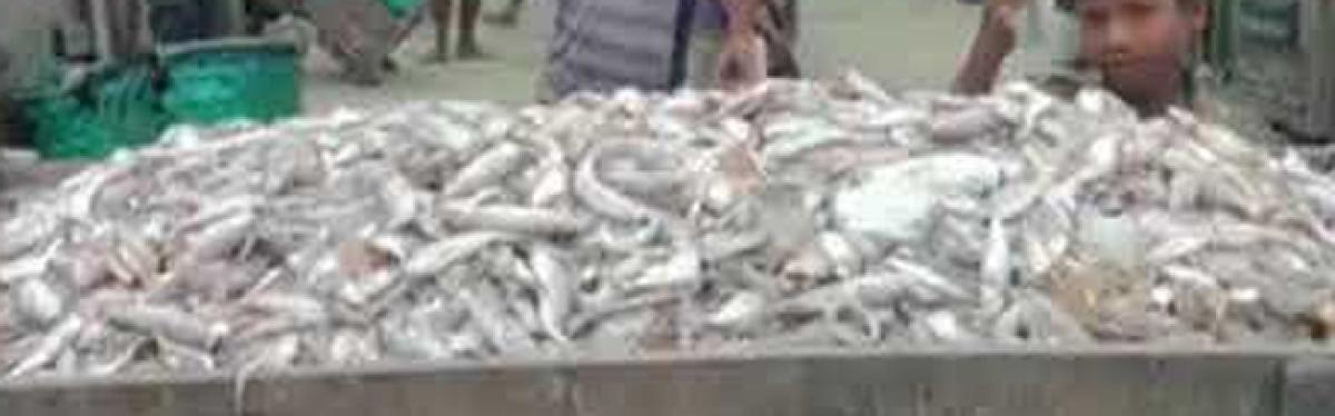 Assam imposes ban on fish procurement from AP