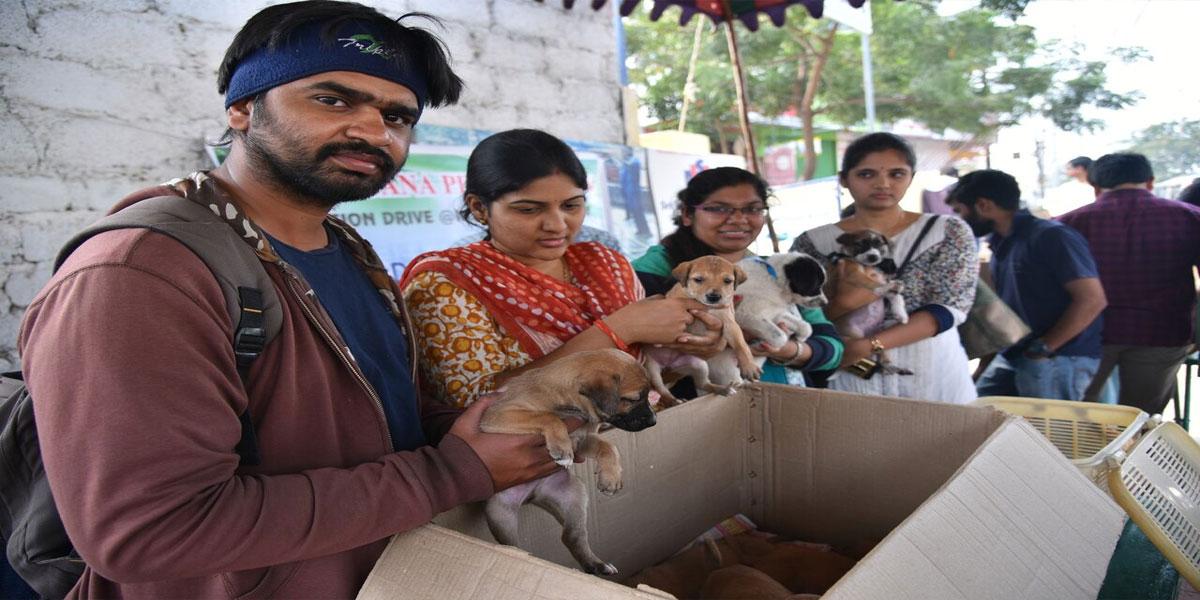 Adoption drive for stray dogs gets good response