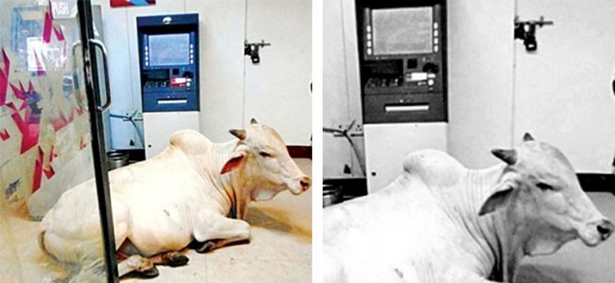 ATMs Turn AC Shelters For Cows In AP
