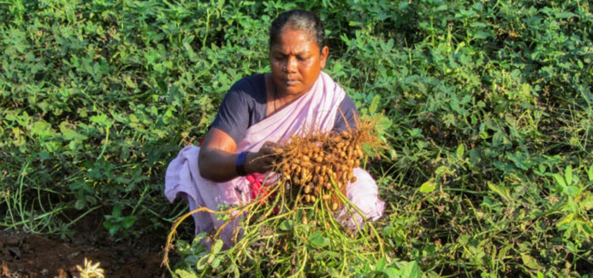 AP Govt schemes transform lives of farmers