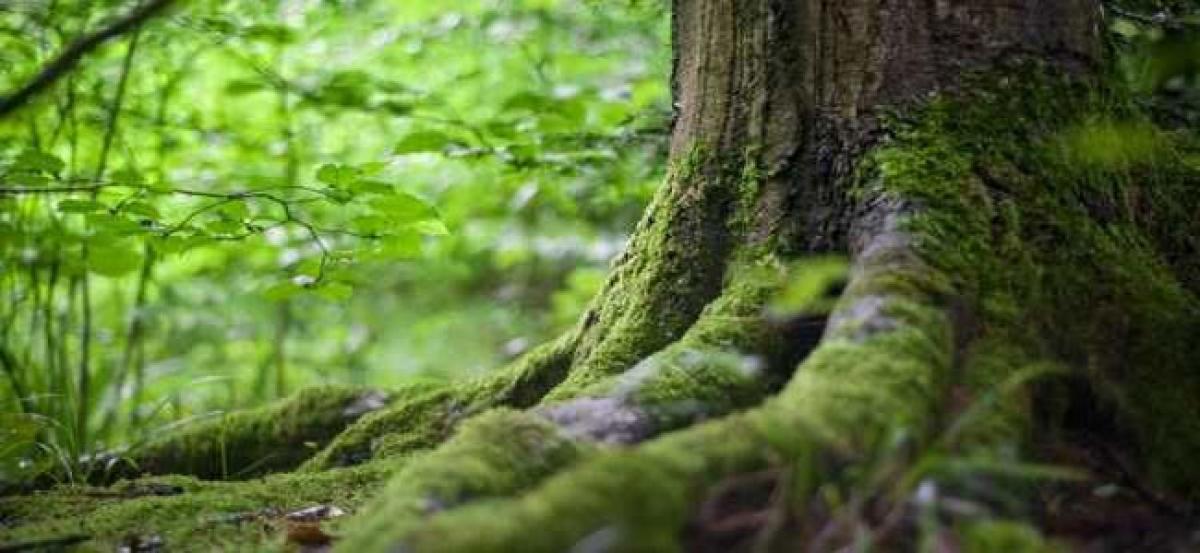 Australian state cultivates rare trees as ‘insurance policy’