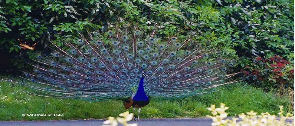 Several birds killed in storm in Agra