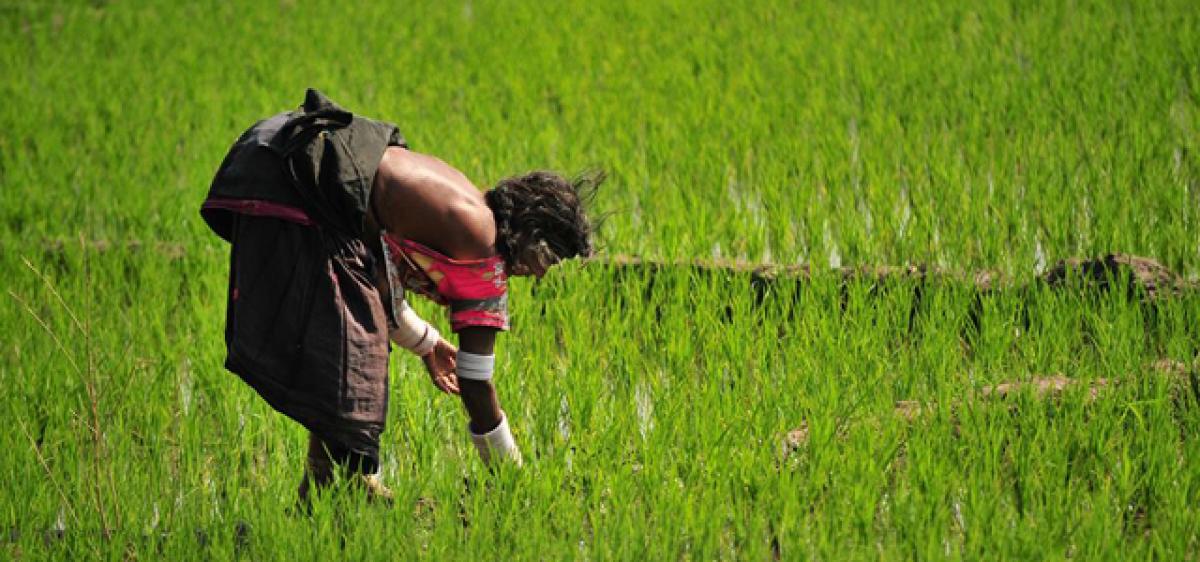 Rythu Bandhu: Two-in-one bonanza for farmers