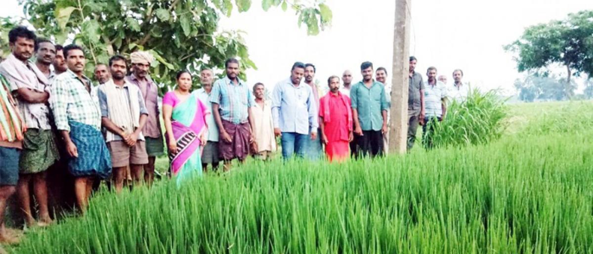 Natural farming averts diseases