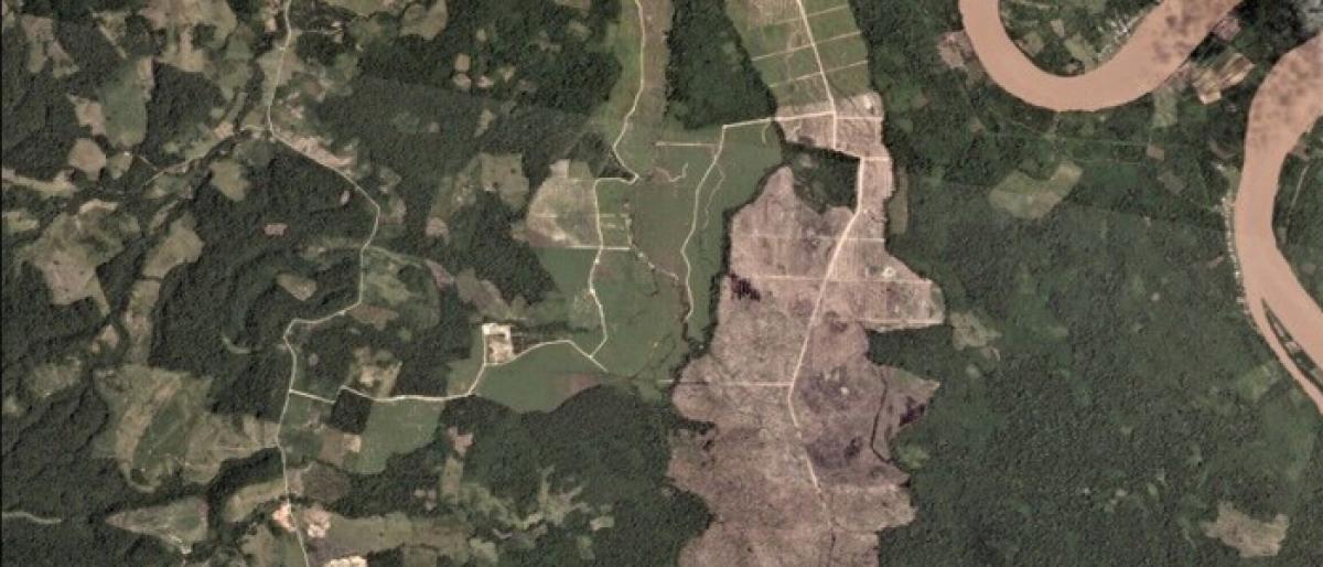 Real-time monitoring of deforestation
