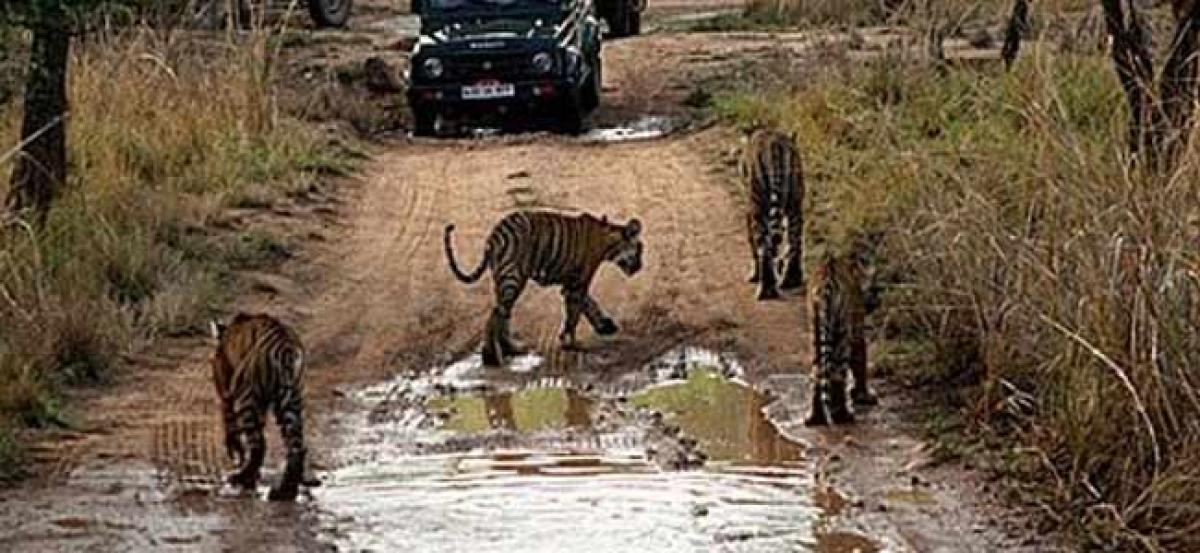 SC judge praises Amrabad Tiger Reserve