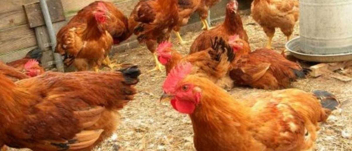 Backyard poultries, a big hit in rural areas in Anantapur