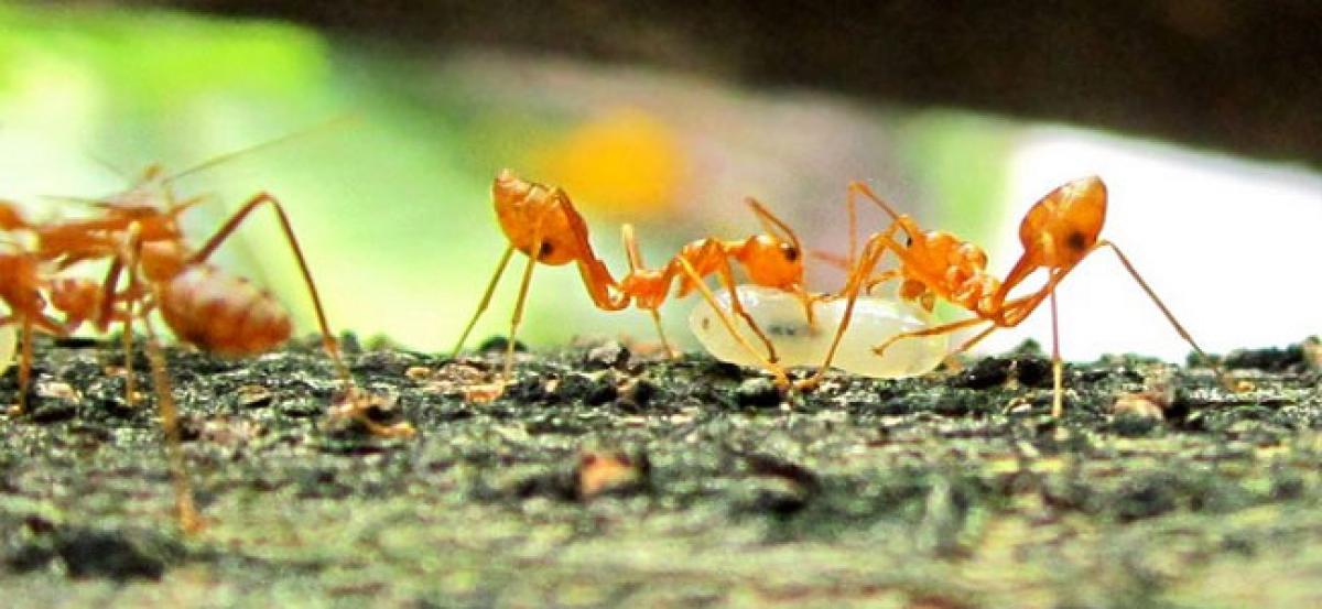 Ants antibiotics can benefit humans